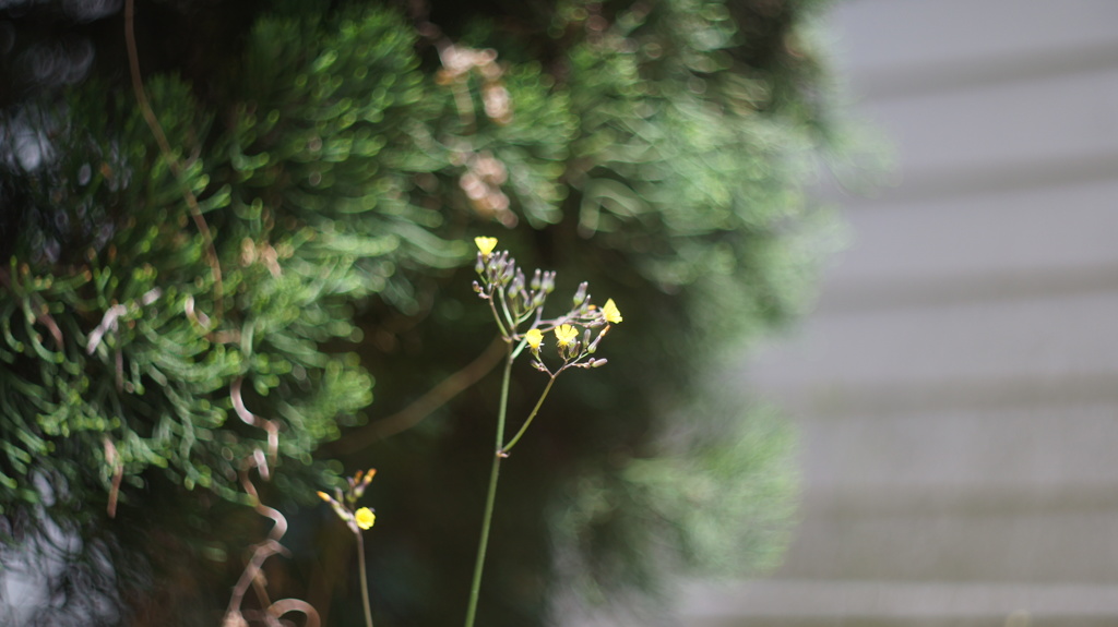MRANDA 50/1.8