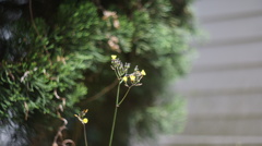 MRANDA 50/1.8