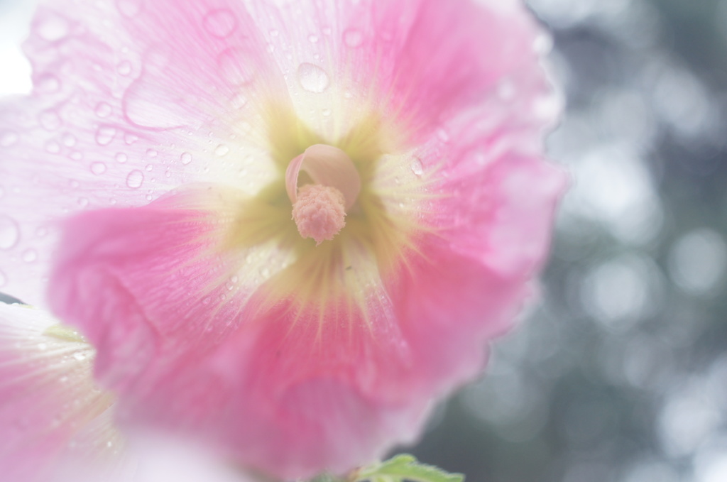 SIGMA mini-wide 28/2.8