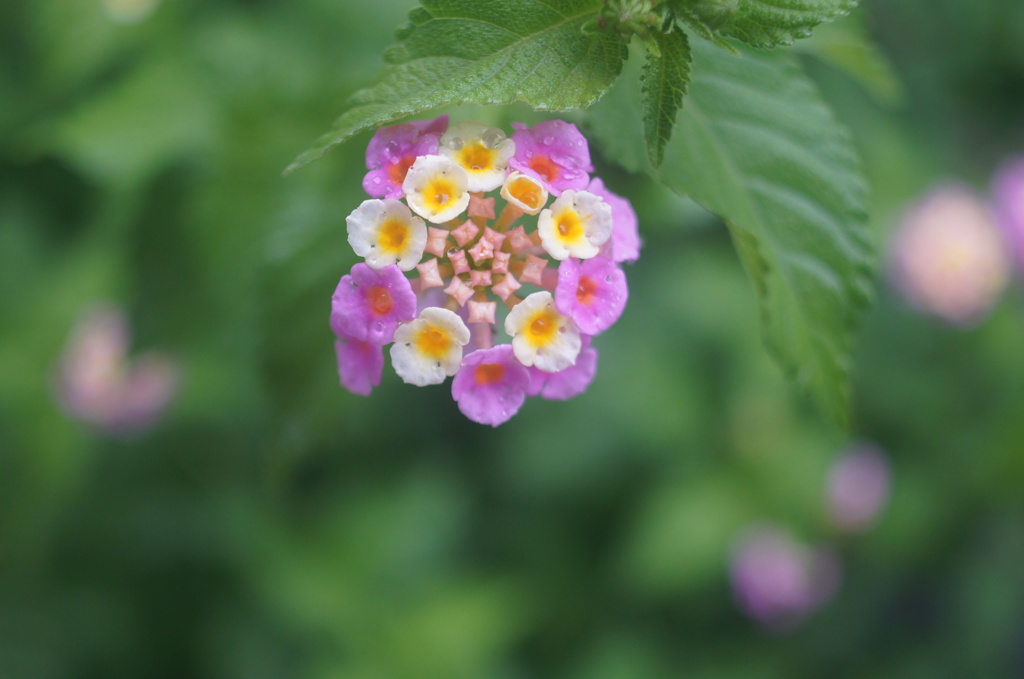 SIGMA mini-wide 28/2.8