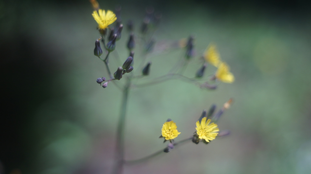 Konica Eye HEXANON 30/1.9
