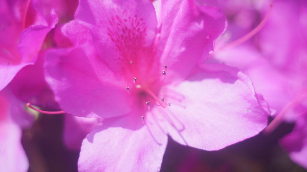 Konica Eye HEXANON 30/1.9