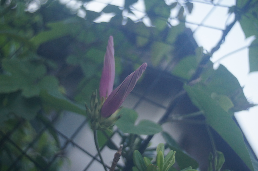KOMURA W-KOMURA UNI AUTO 28/3.5