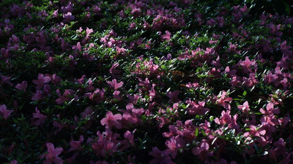 AUTO RIKENON 50/1.7