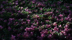 AUTO RIKENON 50/1.7