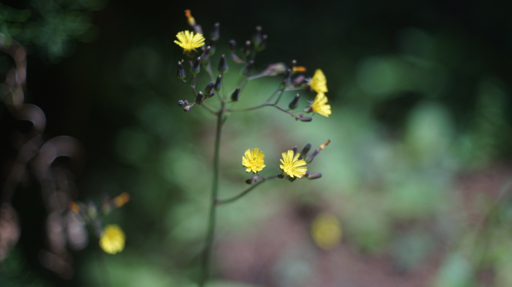 argus cinter 50/2.8