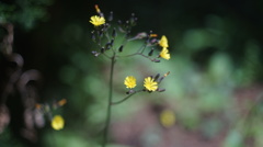 argus cinter 50/2.8