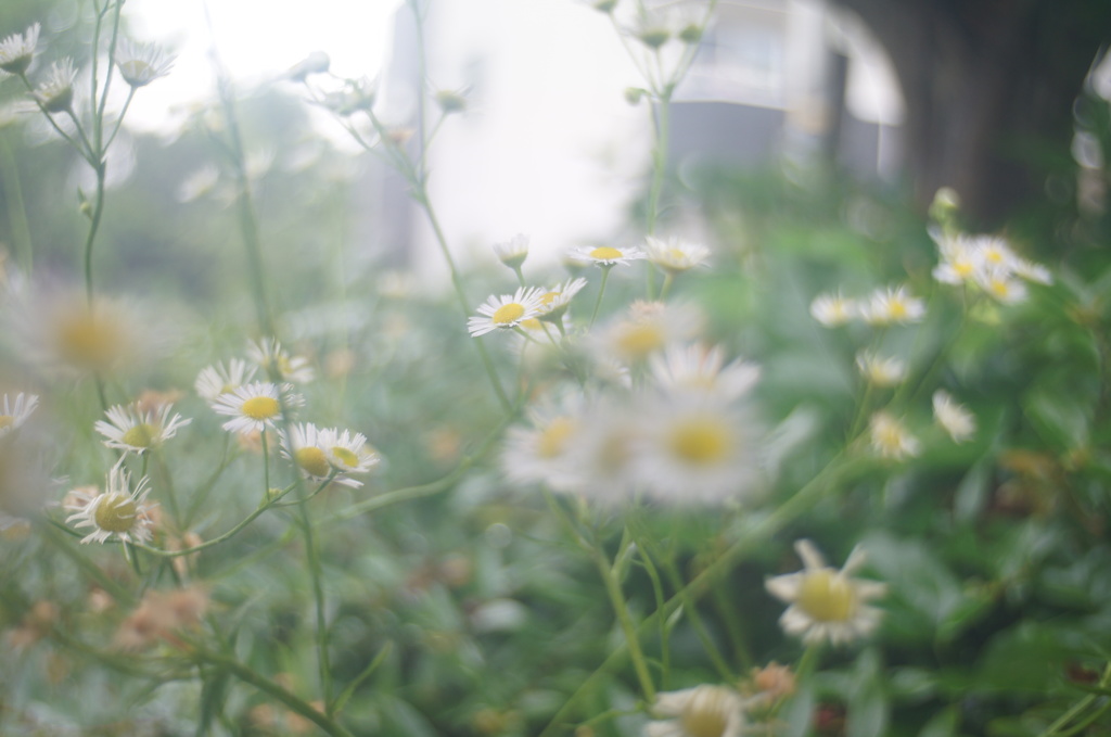 KOMURA W-KOMURA UNI AUTO 28/3.5
