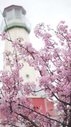 Canonet 45/1.9 (改造品)