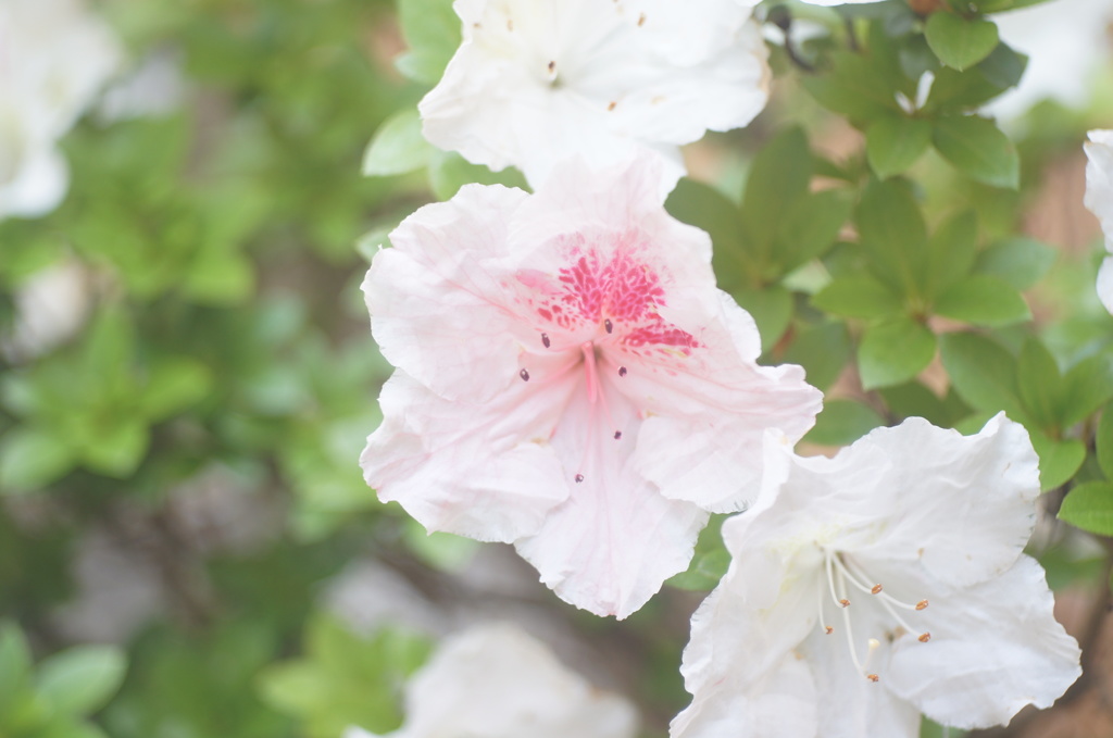 Hexanon 50/2.8 (引き伸ばしレンズ)
