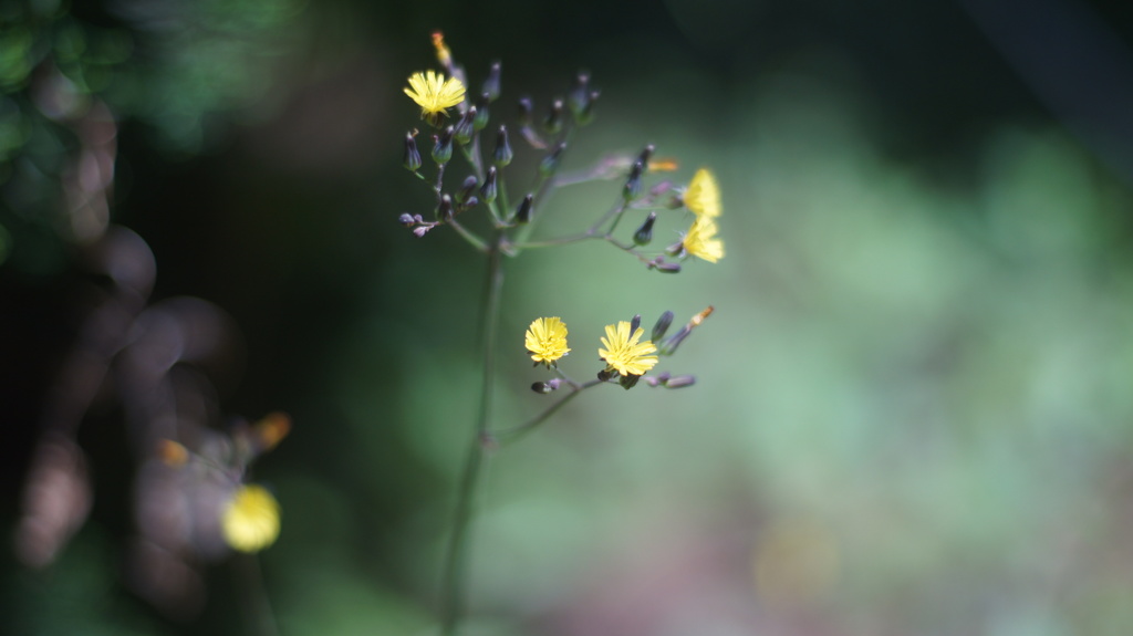 MAMIYA SEKOR CS 50/2