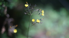 MAMIYA SEKOR CS 50/2