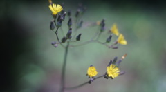 Konica Eye HEXANON 30/1.9