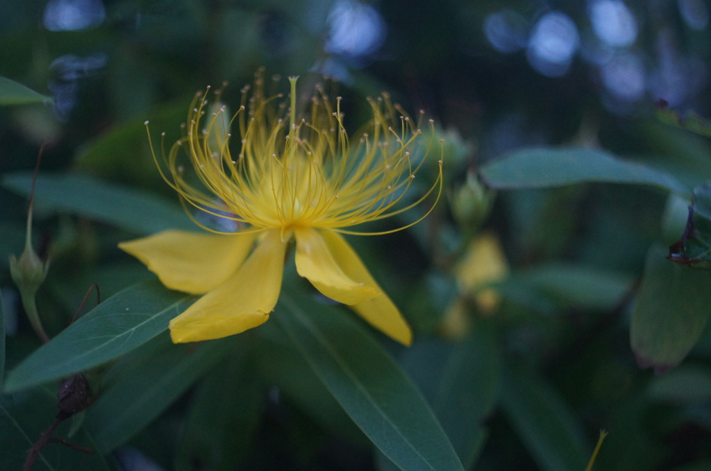 SIGMA mini-wide 28/2.8