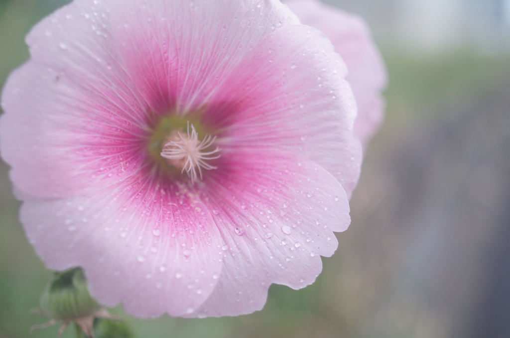 SIGMA mini-wide 28/2.8