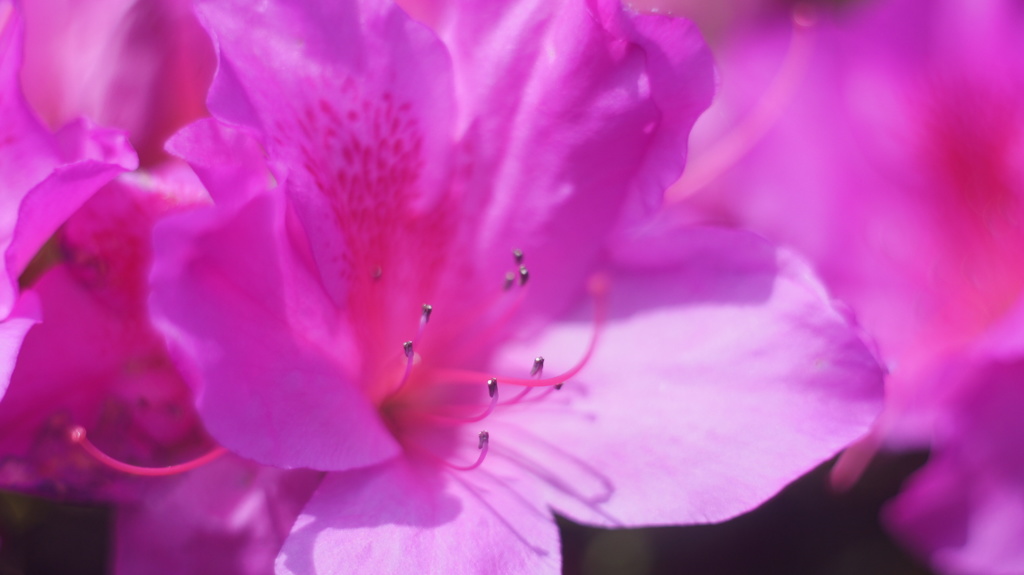 MRANDA 50/1.8