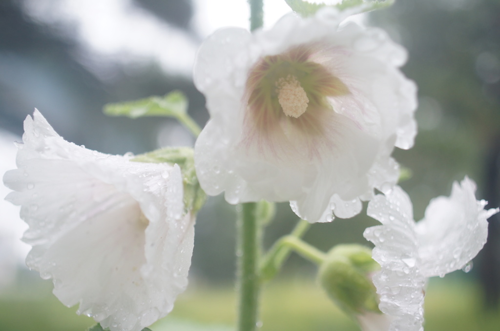 SIGMA mini-wide 28/2.8