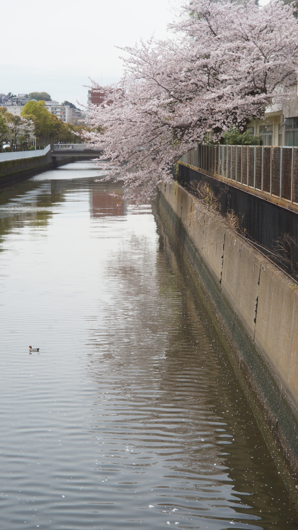 Canonet 45/1.9 (改造品)