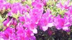 MRANDA 50/1.8