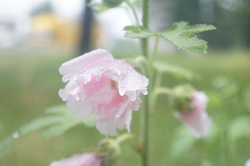 SIGMA mini-wide 28/2.8