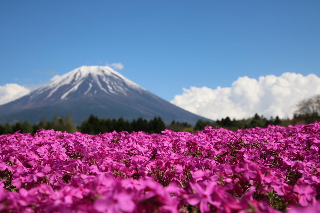 富士芝桜まつり