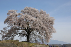 cherry blossom