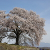 cherry blossom