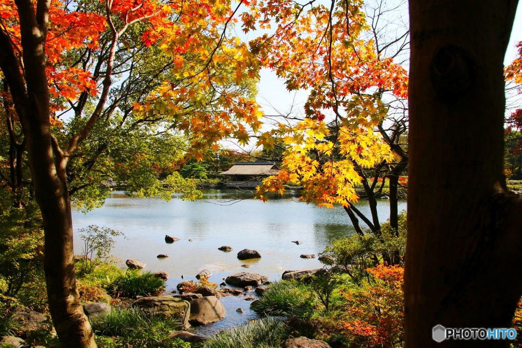 昭和記念公園の紅葉