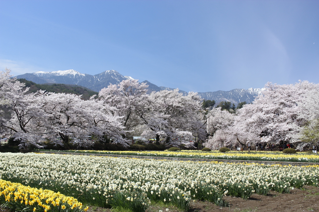 山高神代桜