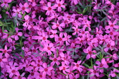 芝ざくら