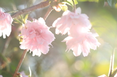 春。