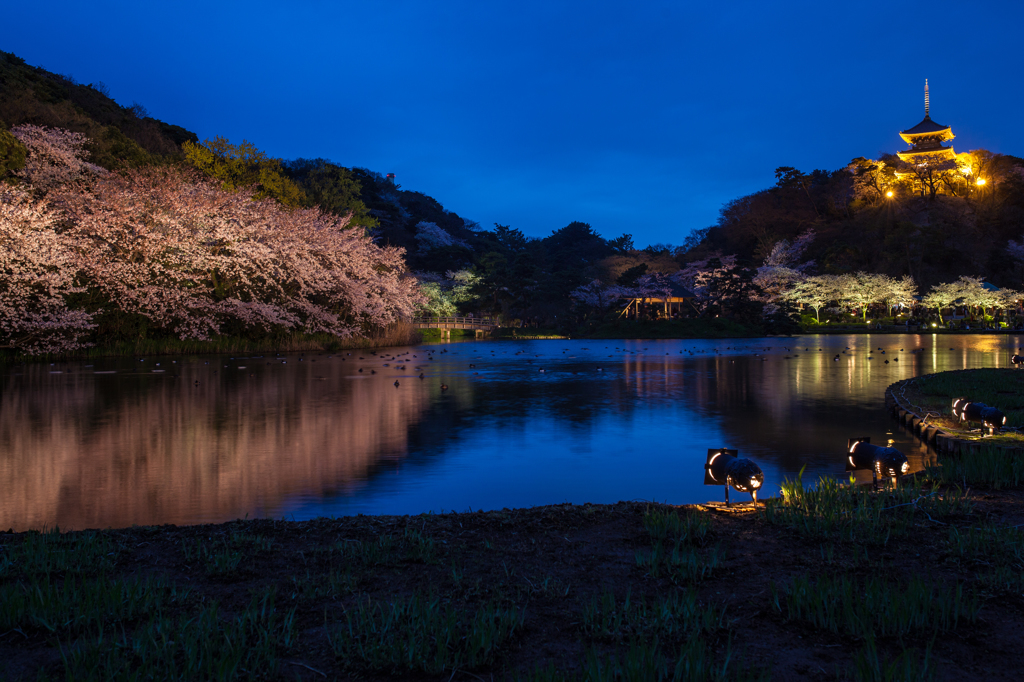 三渓園の夜桜４