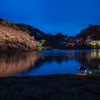 三渓園の夜桜４