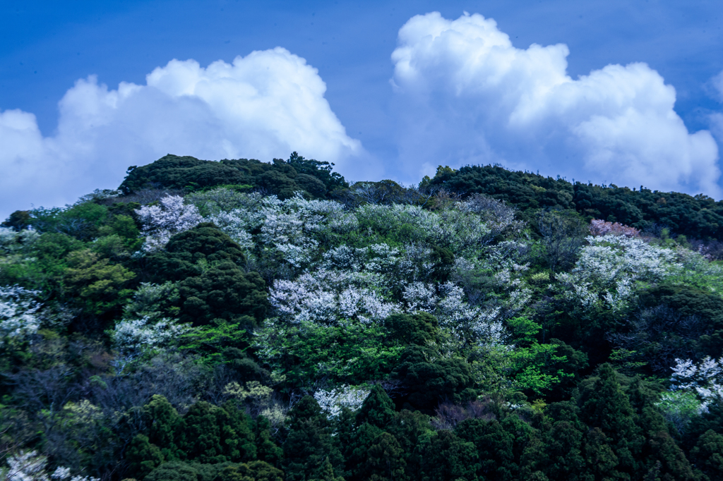 山桜１
