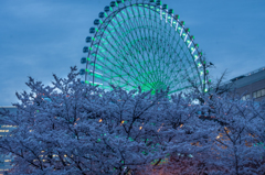 桜時刻