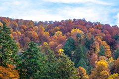 紅葉パッチワーク（桧枝岐村）