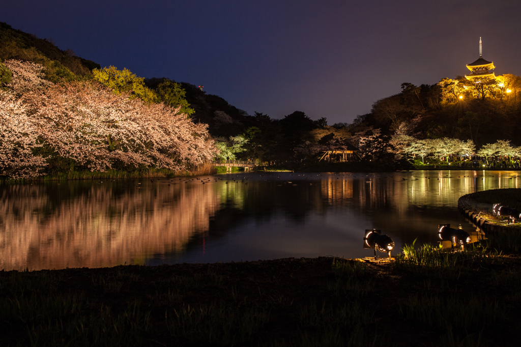 三渓園の夜桜６