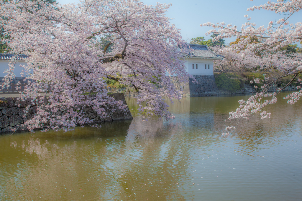 小田原城址公園の桜１