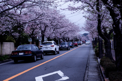 逗子ハイランドの桜