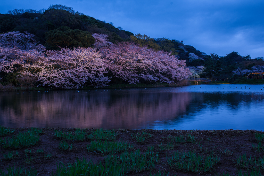 三渓園の夜桜２