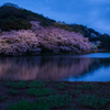 三渓園の夜桜２