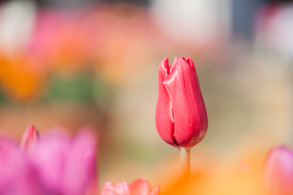 早咲きチューリップ