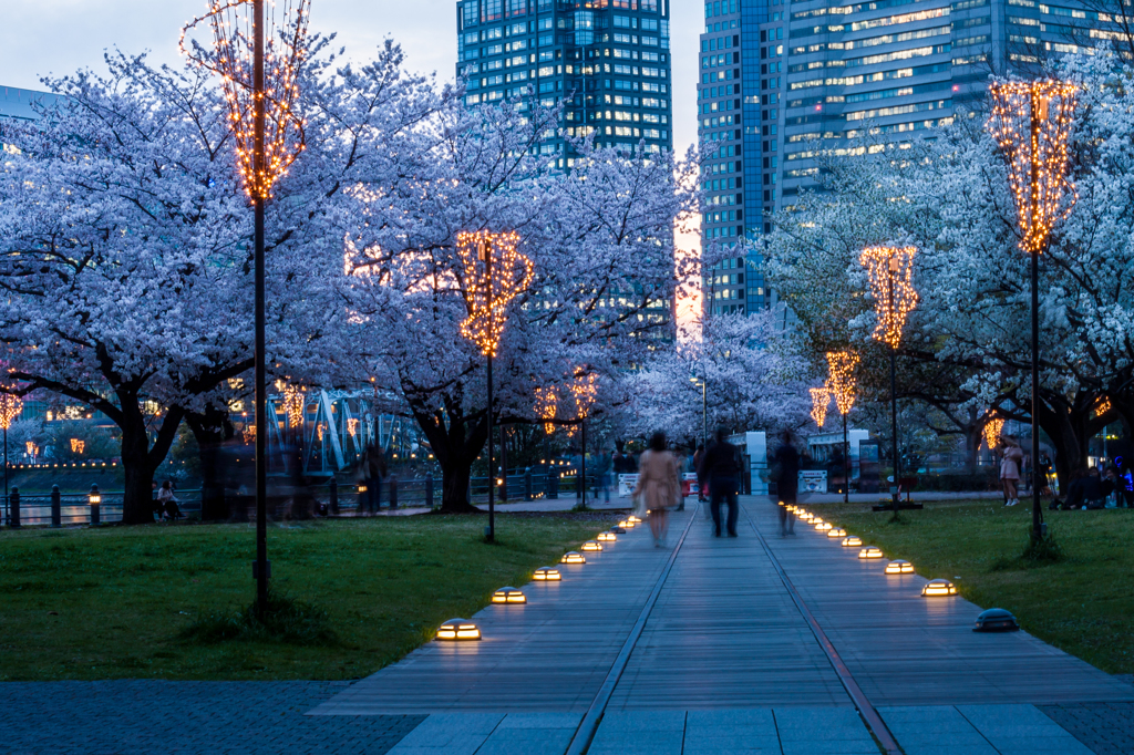 汽車道の桜