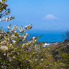 春富士山