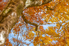 紅葉パッチワーク（桧枝岐村）