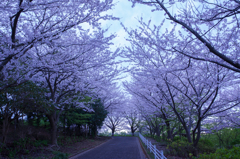 桜坂