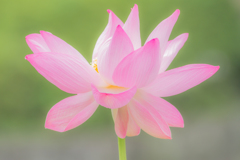 鎌倉八幡宮　蓮の花１