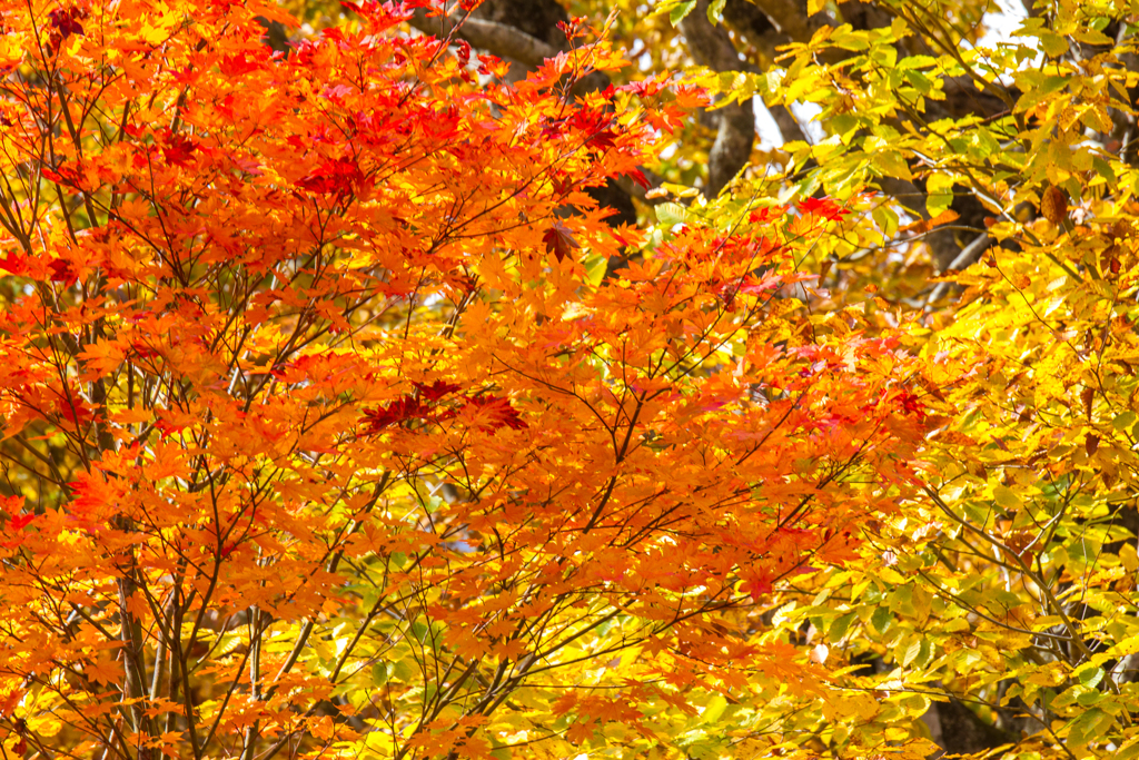 紅葉パッチワーク（桧枝岐村）