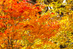 紅葉パッチワーク（桧枝岐村）