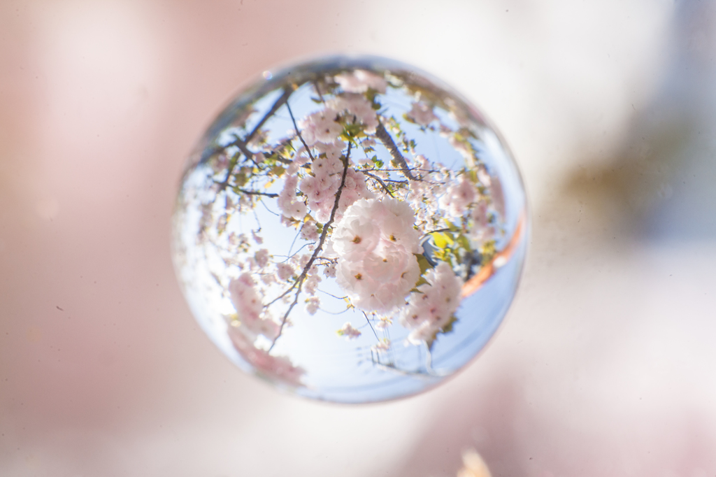 桜玉